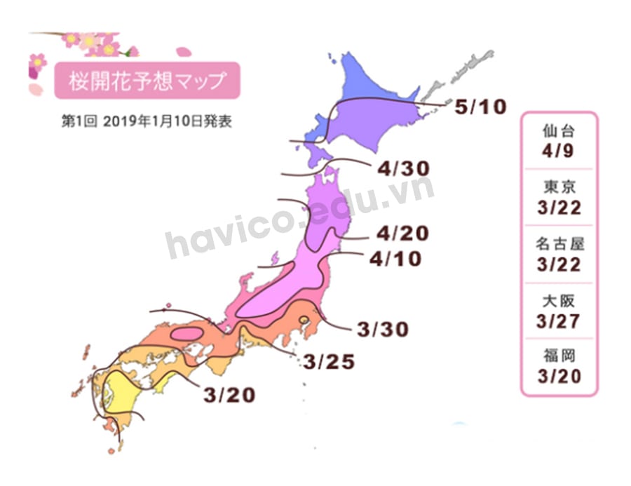 Du học Nhật Bản HAVICO - Lịch ngắm hoa anh đào