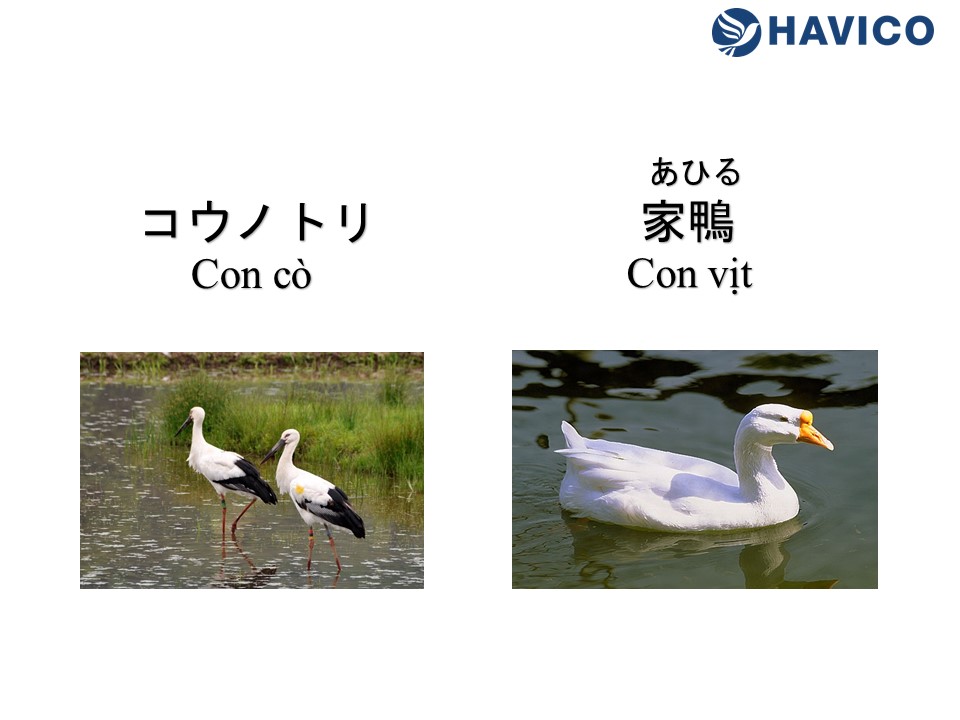 Từ vựng tiếng Nhật: Chủ đề động vật