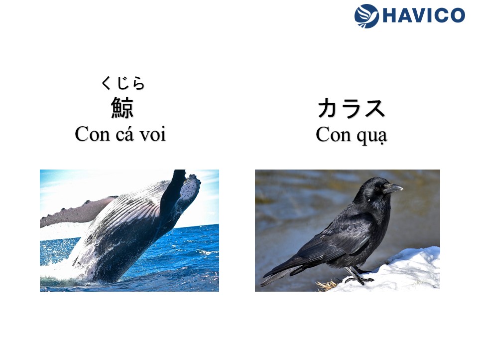 Từ vựng tiếng Nhật: Chủ đề động vật