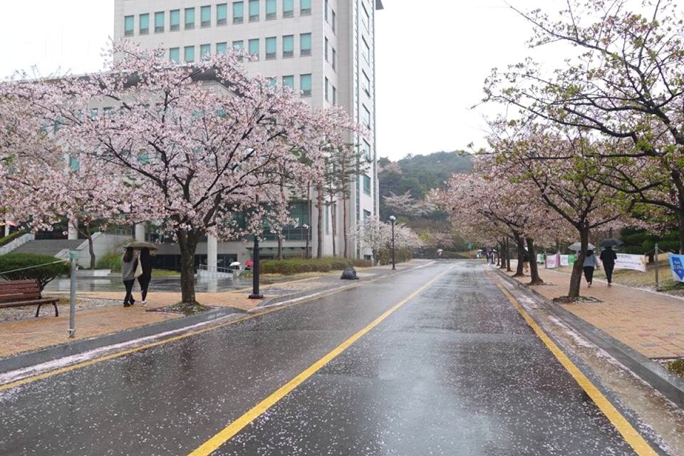 Trường Đại học nữ Gwangju Hàn Quốc - 광주여자대학교 - Zila Education