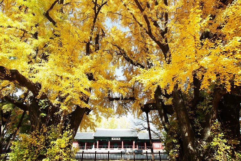 [2020] Trường Đại học Sungkyunkwan Hàn Quốc - 성균관대학교